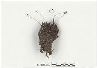 藏品(直葉金髮苔)的圖片